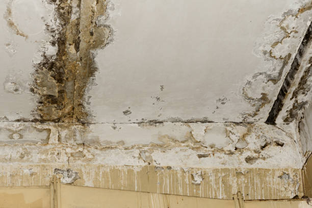 Trusted Amsterdam, NY Mold Inspection, Removal & Remediation Experts